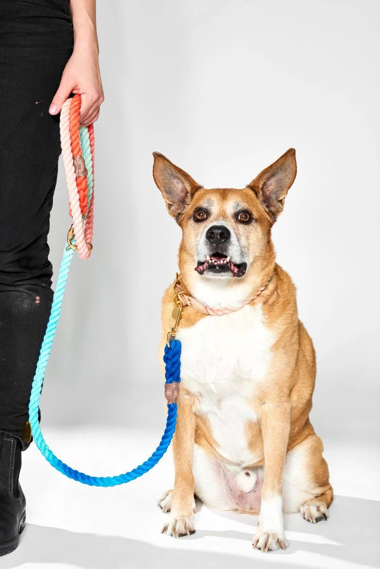 Ombré Dog Leash