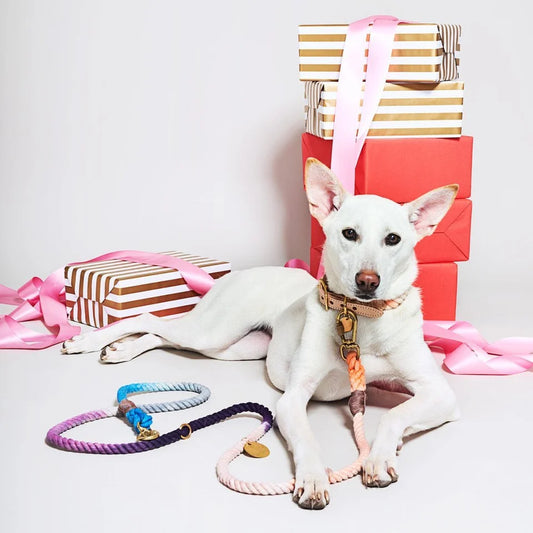 Ombré Dog Leash